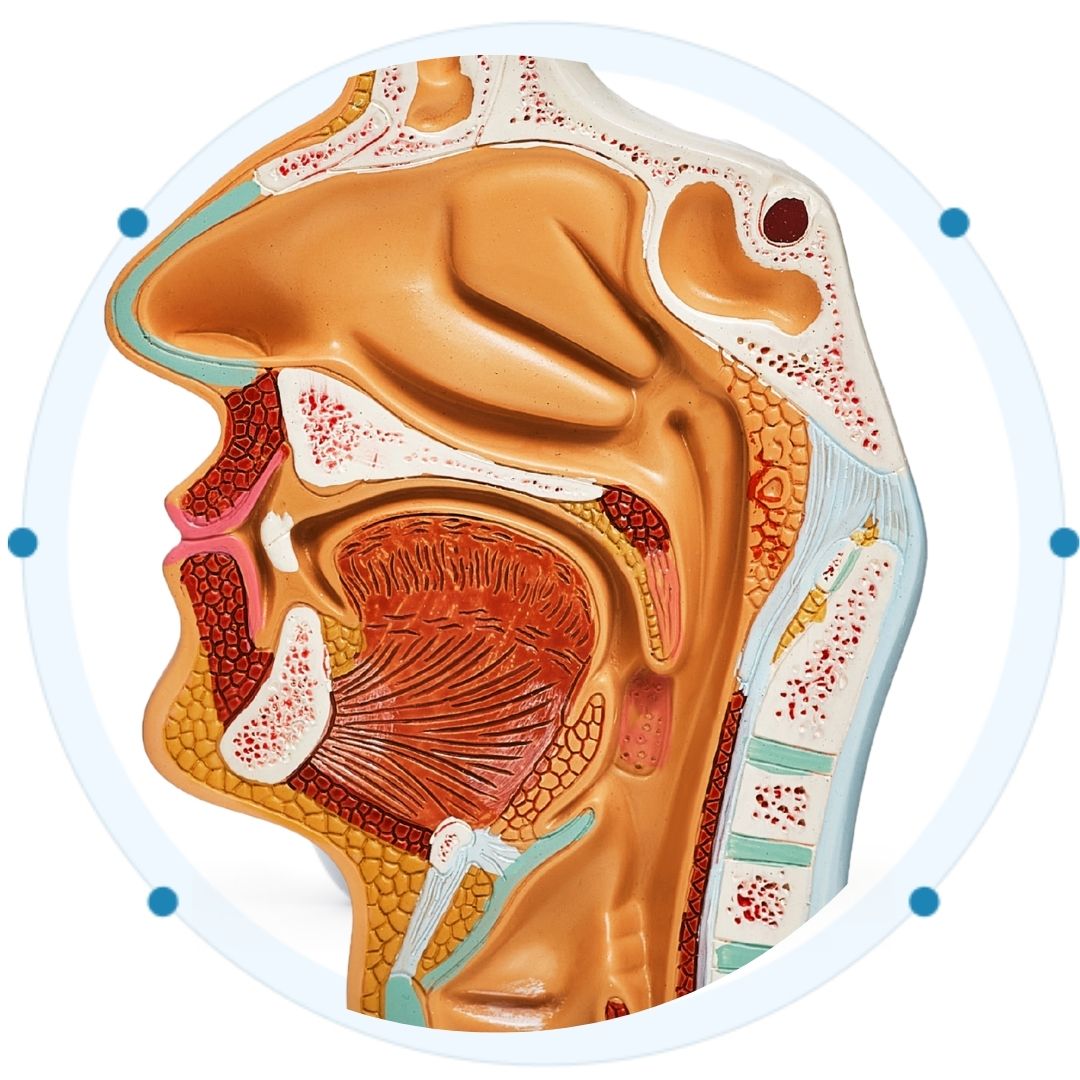 ENT and Allergy Care